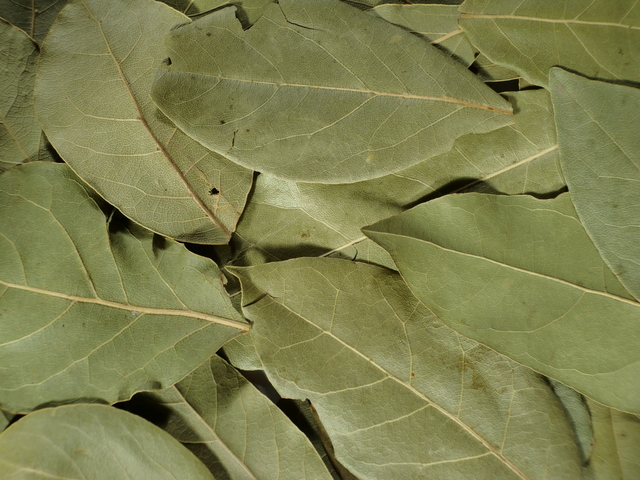 ローラル（ローリエ）の乾燥した葉
