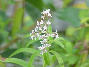 レモンバーベナの花