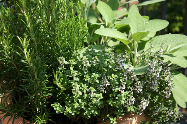 garden-herbs